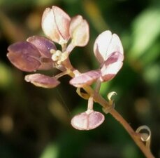 Lepidium nitidum flower